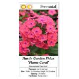 4 Hardy Coral Garden Phlox Plants