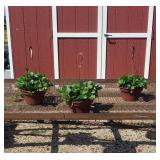 3 Everbearing Strawberry Hanging Baskets