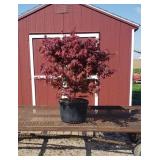 Japanese Bloodgood Red Maple Tree