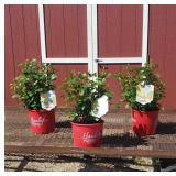 3 Sparkle & Shine Yellow Rose Plants