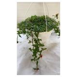 Colorblast Double Dragonfruit 10" Hanging Basket