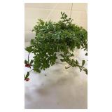 Colorblast Double Dragonfruit 10" Hanging Basket