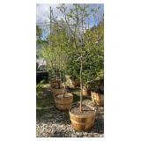 White Tree Lilac Approx 7