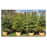 Blue Spruce 1approx. 6