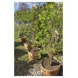 Purple Lilac Approx. 5