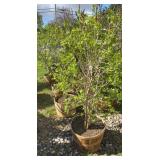 Purple Lilac Approx. 5