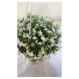 Lobelia 10" Hanging Baskets