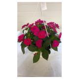 Compact Rose Glow 10" Hanging Baskets