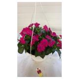 Compact Rose Glow 10" Hanging Baskets