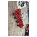 4-Hardy Red  Evergreen Azalea Plants