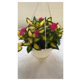 Compact Tropical Rose 19" Hanging Basket