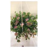 Chameleon Blueberry Scone 10in Hanging plant