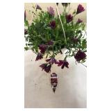 Daisy Falls 10in Hanging Basket