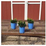 3 Dwarf Hinoki Cypress Plants