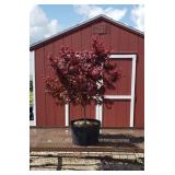 Japanese Bloodgood Red Maple Tree