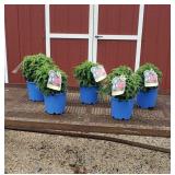 5 Red Cherry Pops Dwarf Bee Balm Plants