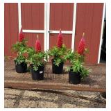 4 Red Beefeater Super Duper Lupine Plants