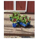 10 Cheyenne Mixed Colors Coneflower Plants