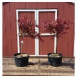 2 Weeping Red Dragon Japanese Maple Trees
