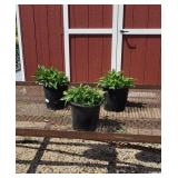 3 Mixed Color Cheyenne Coneflower Plants