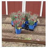 8 Electric Red Dwarf Dianthus Plants