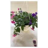 Mixmaster 10" Hanging Basket