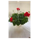 Calliope Large Scarlet Fire 10" Hanging Basket