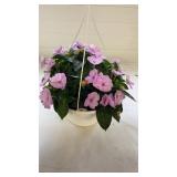 Compact Orchid Blush 10" Hanging Basket
