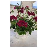 Ivy Geranium Burgundy 10" Hanging Basket