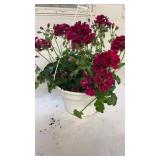 Ivy Geranium Burgundy 10" Hanging Basket
