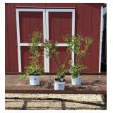 3 Rebloomer Dark Purple Bloomerang Lilac Plants