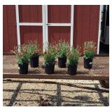 6 Red Passion Dianthus Plants