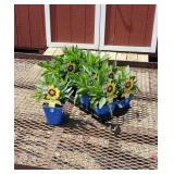 10 Yellow & Red Coreopsis Plants