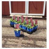 10 Purple Wildberry Coneflower Plants