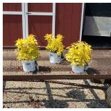 3 Candy Cord Spirea Plants