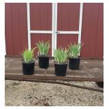4 Purple Variegated Iris Plants