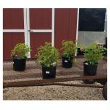 4 Bleeding Hearts Plants