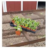 18 Everbearing Eversweet Strawberry Plants