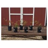 6 Patriot Blueberry Plants