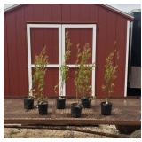 6 Sweetheart Double Pick Blueberry Plants