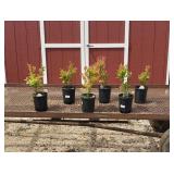 6 Polaris Blueberry Plants