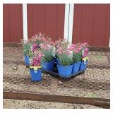 10 Pink Double Bubble Dwarf Dianthus Plants