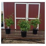 3 Double Pink Sarah Bernhart Peony Plants