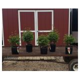 5 Double Red Karl Rosenfeld Peony Plants