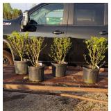 4 Lavender Blue Ardens Rose of Sharon Plants