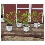 4 Red Firelight Sun Hydrangea Plants