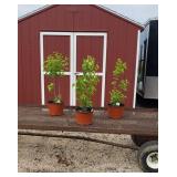 3 Purple Fragrant Lilac Plants