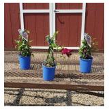 3 Red Velvet Clematis Vine Plants