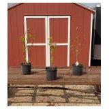 3 Purple Tulip Jane Magnolia Plants