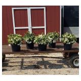 5 White Double Evergreen Hardy Azalea Plants